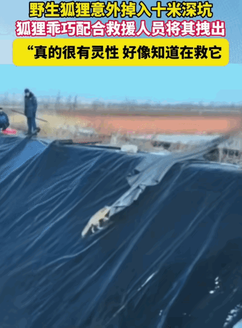 “太有灵性了！”内蒙古乌兰察布，男子路过一片野地时，突然听见一阵短促的叫声。声音