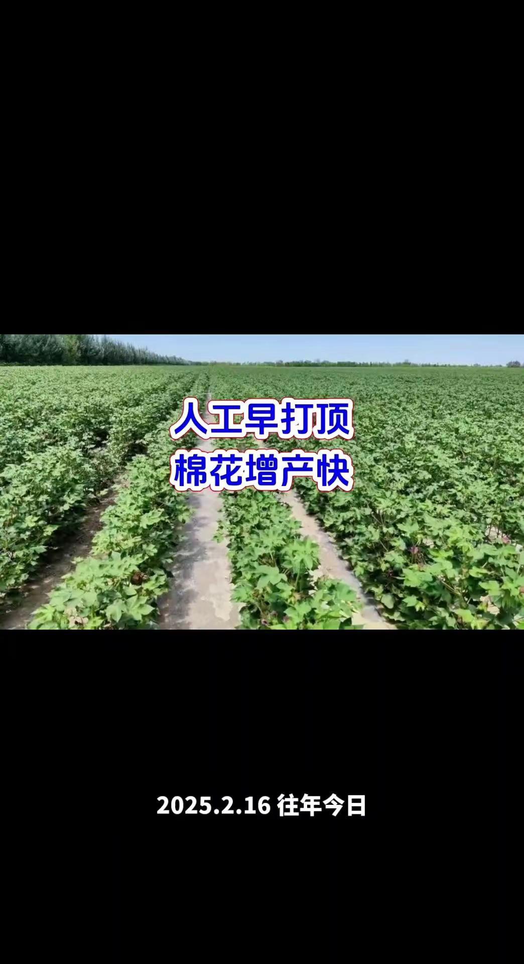 棉花增产！人工早打顶技巧分享。🍃棉田人工早打顶都有哪些益处？1️⃣集中营养多结