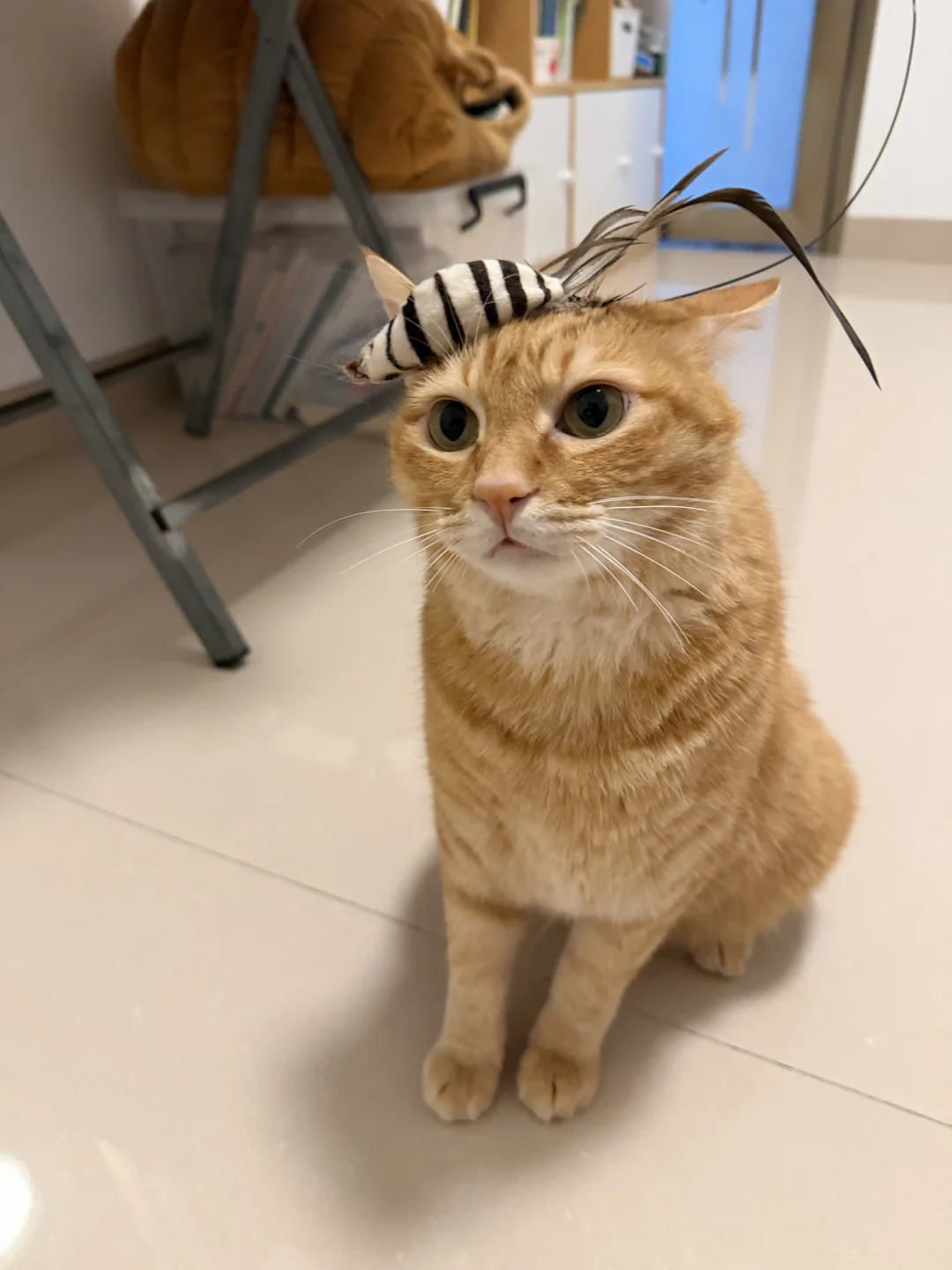 是猫太太啊