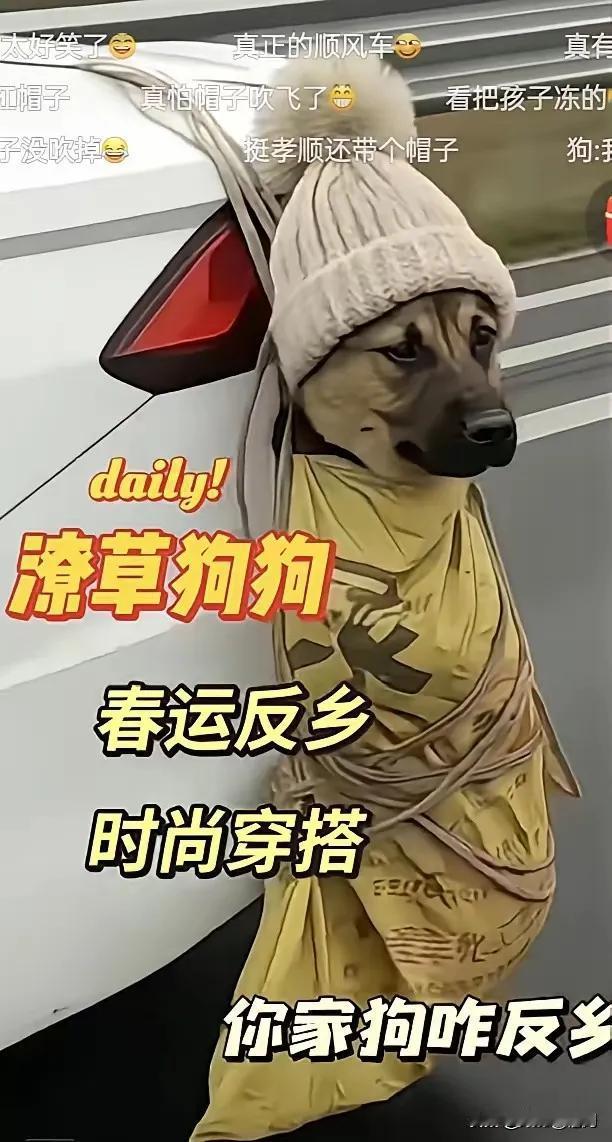 你带着爱犬返乡了吗？狗狗被主人绑起来挂在车尾，还给它戴了顶小绒帽。虽然“五花大