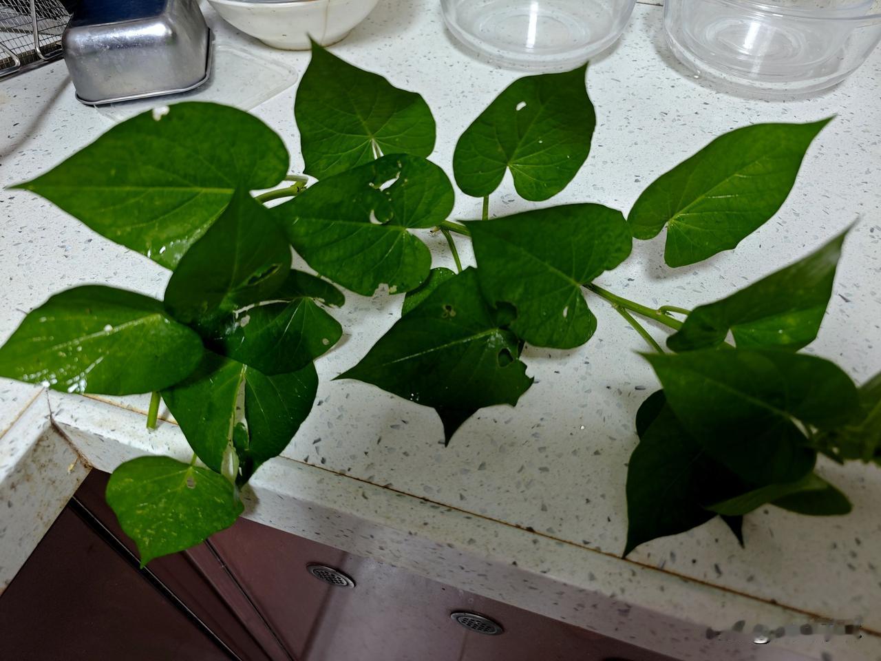 知道红薯为什么又叫番薯吗？红薯是怎样引种到我国的？我在院子里种了专门吃叶子的