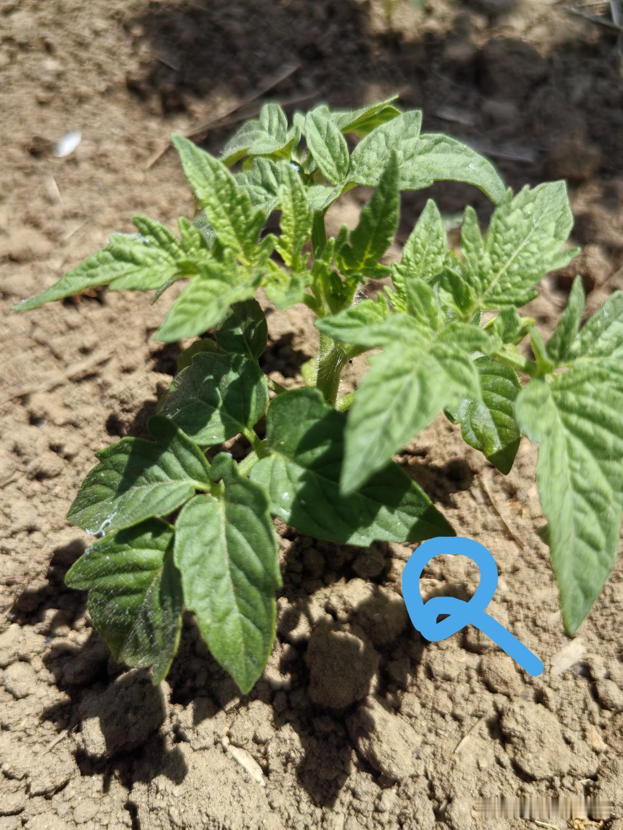 西红柿最忌讳什么肥料?西红柿花果期忌氮肥。氮肥的特性是长秸叶。给西红柿追施氮