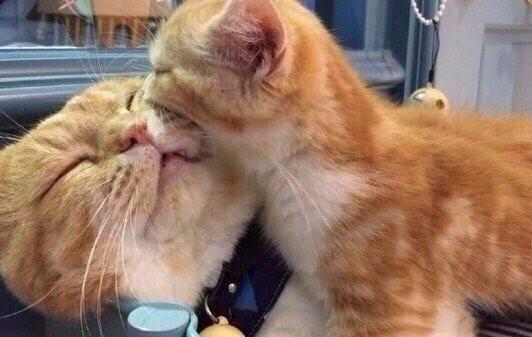 小橘猫这一吻看着都疼