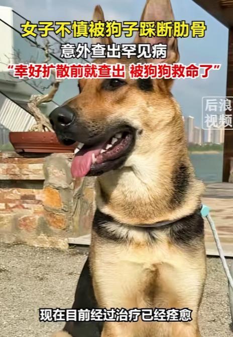 解释不清了！北京一只80斤的牧羊犬，突然跳主人身上，把她踩骨折了，谁料到医院一看