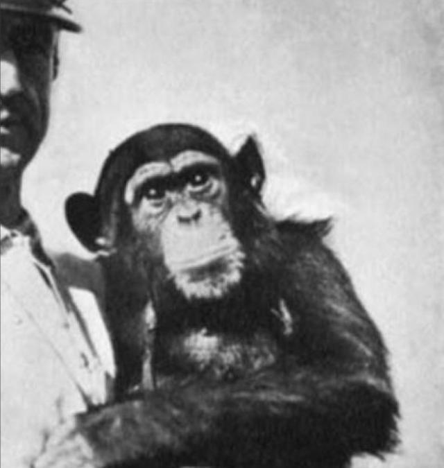 1920年，一俄国医生突发奇想，将猴睾丸移植到74岁老人体内，术后，没想到这位老