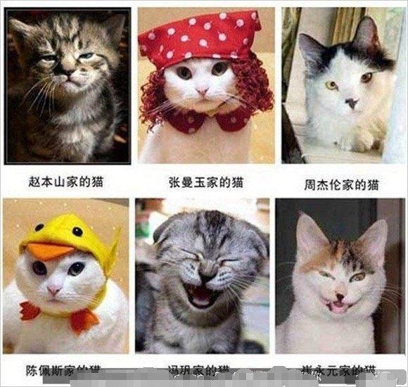 超搞笑动物模仿秀, 搞笑表情_动物世界 超搞笑动物模仿秀, 搞笑表情