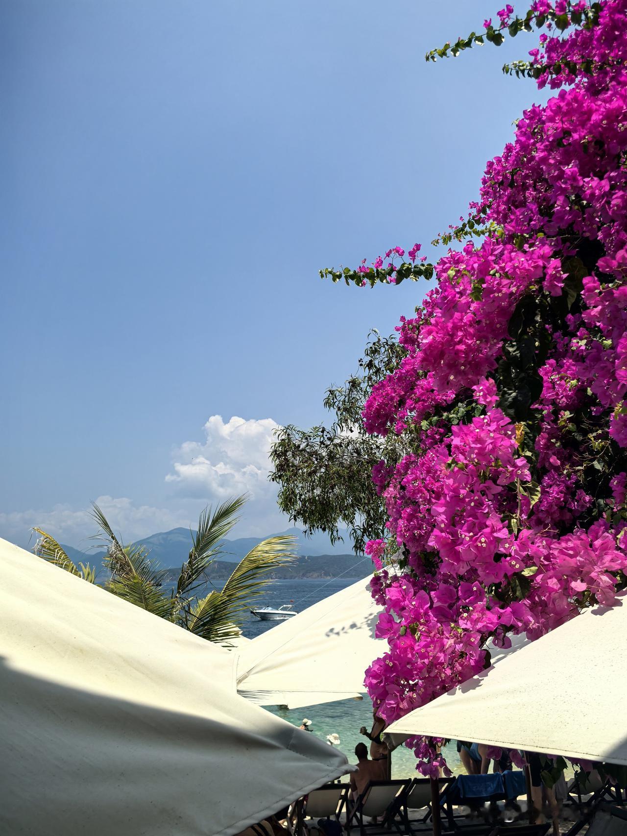 在越南芽庄的珊瑚岛，三角梅肆意绽放，海天融为一体，海水澄澈透明，美景信手拈来，与