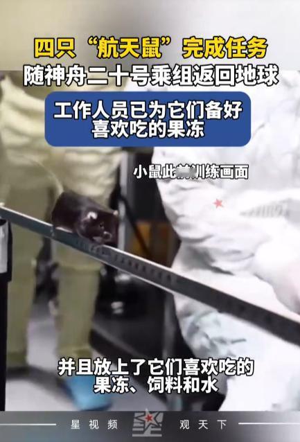 4只太空鼠回地球已吃上果冻啦，这四只被迫打满宇宙加班的鼠辈航天员真是卷出了新高度