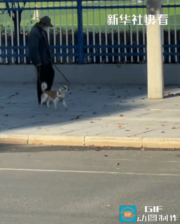 直接火到了新华社！一个生病的老人牵着狗狗散步，狗狗跑两步坐一会儿，结果看到最后我