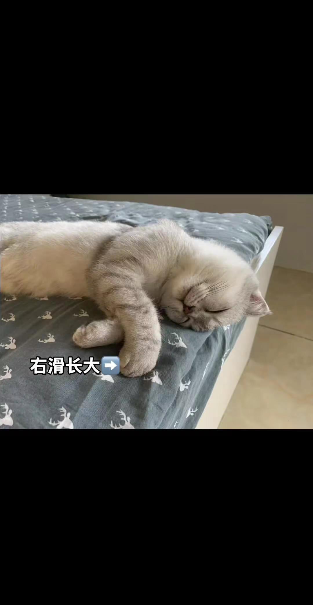 这卡车咋回事卡车大运猫咪猪头