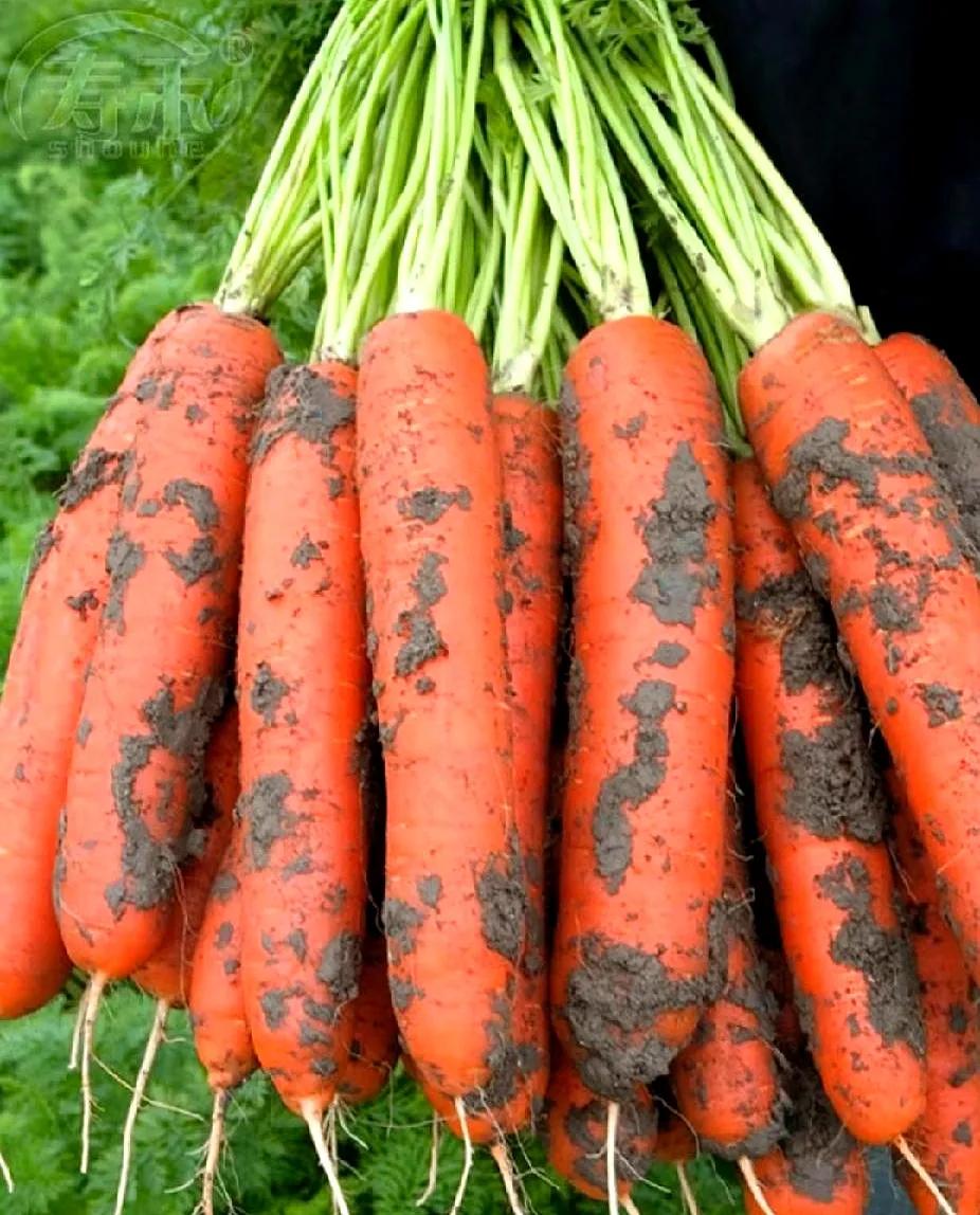 刚看完央视那个报道，后脊背一阵发凉，手里的筷子悬在半空怎么也落不下去。以前总以