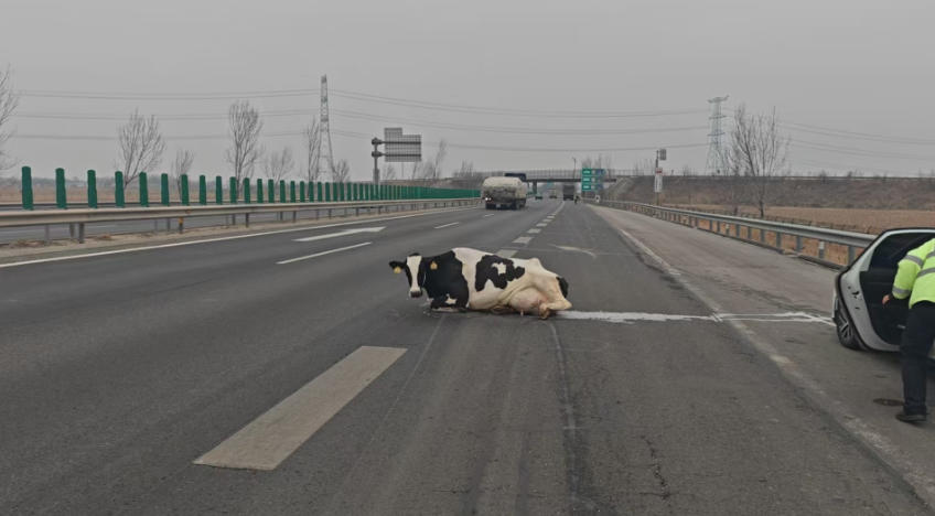 河北高速交警成功处置青银高速货车奶牛掉落事件