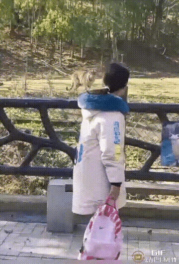 女孩在老虎面前来回跑着逗它玩，她不知道，自己已经被老虎当成了猎物。