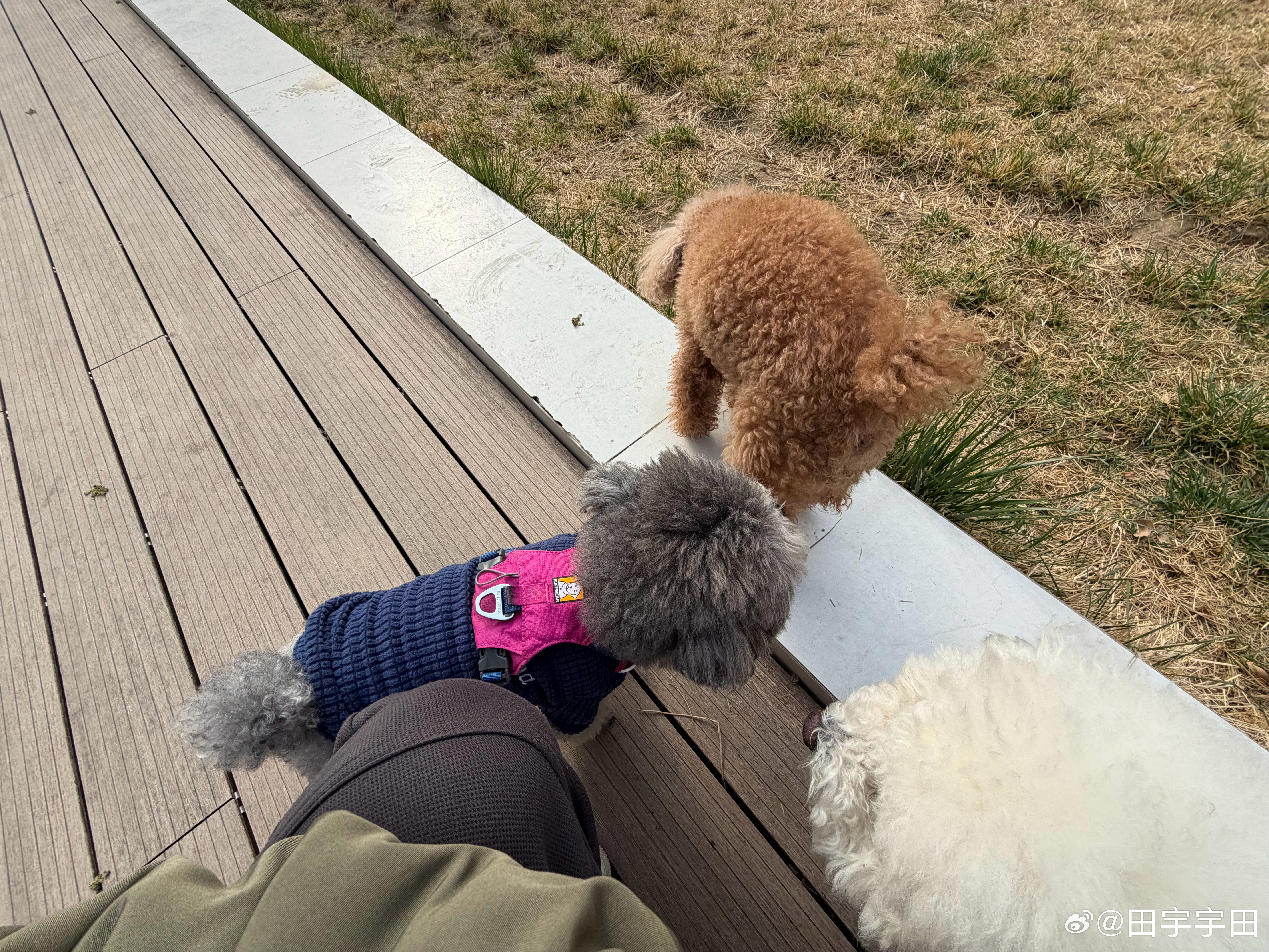 我发现我特别有宠物缘早上去遛狗摩卡和小狗们玩疯了我着急去上班喊它回来结果摩卡不过