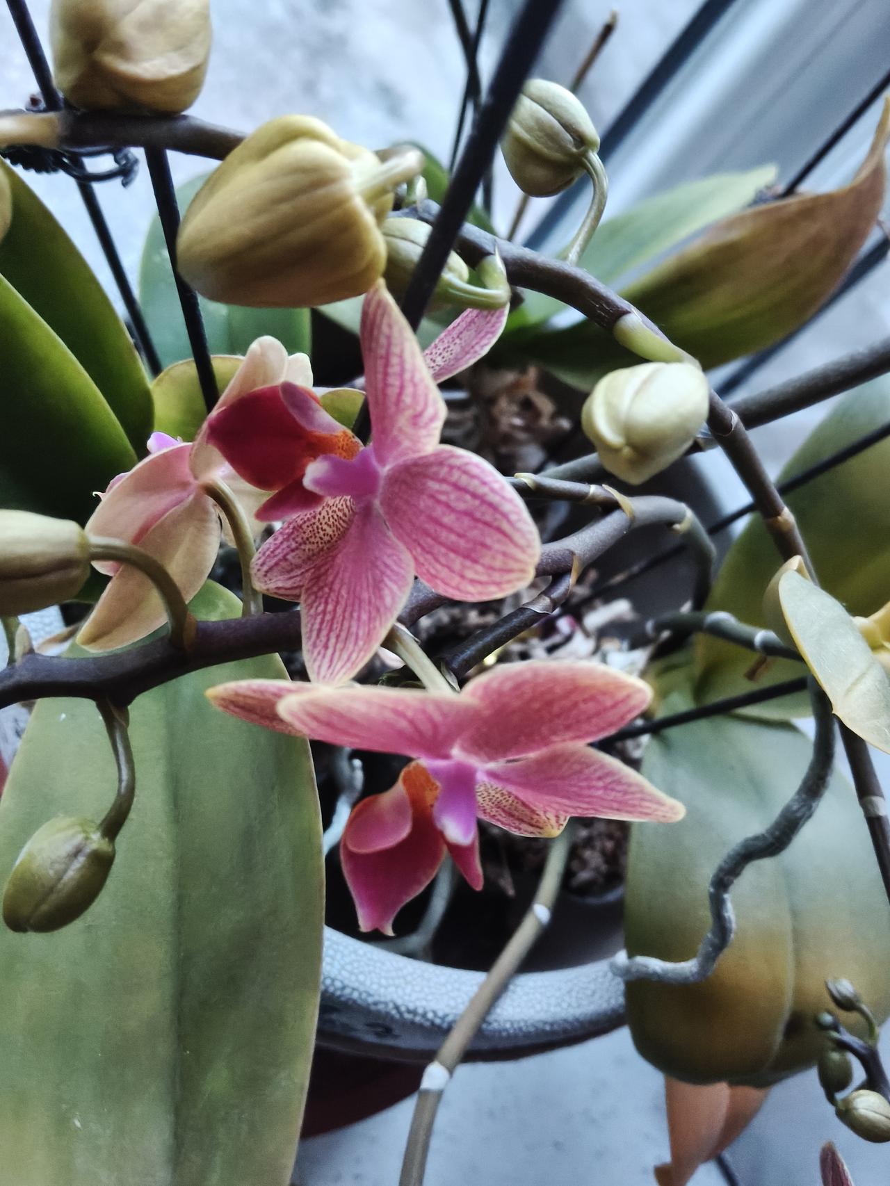 醉酒误事的造反派元顺帝至正五年，河南行省掾史张孟端做了一件惊天大事。他在冬