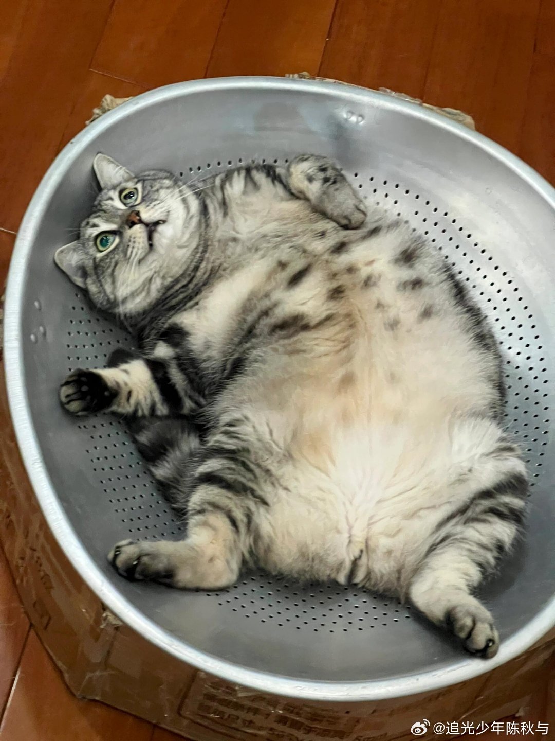 DIY了一个夏天的猫窝🐱校园热梗王​​​