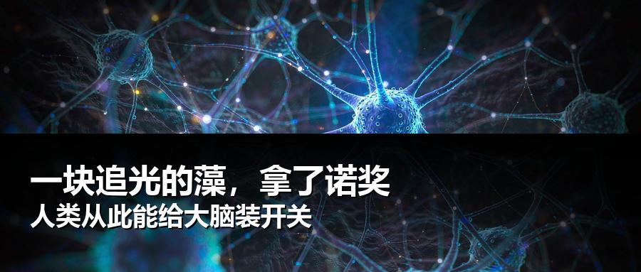 一块只会“追光”的藻，最后教会了人类怎么给大脑装开关。10月5日，瑞典卡罗琳医