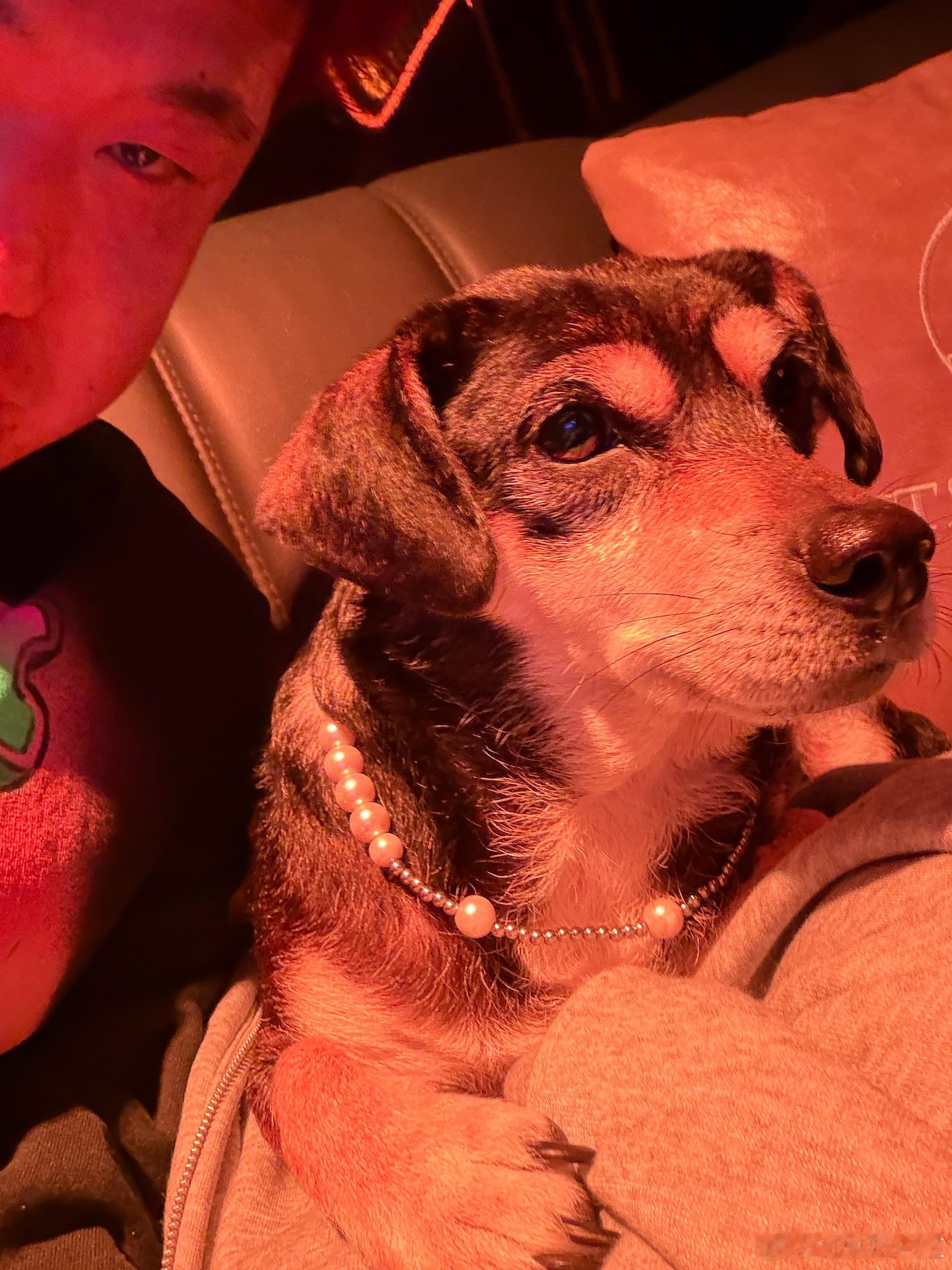 刘开心的新年礼物重金打造珍珠项链一根儿狗狗成都