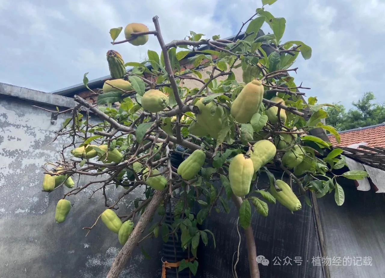 茅厕边的香水木瓜树今岁硕果累累，沉甸甸的果实压弯枝头，于浊晦之地绽出清冽芬芳。其