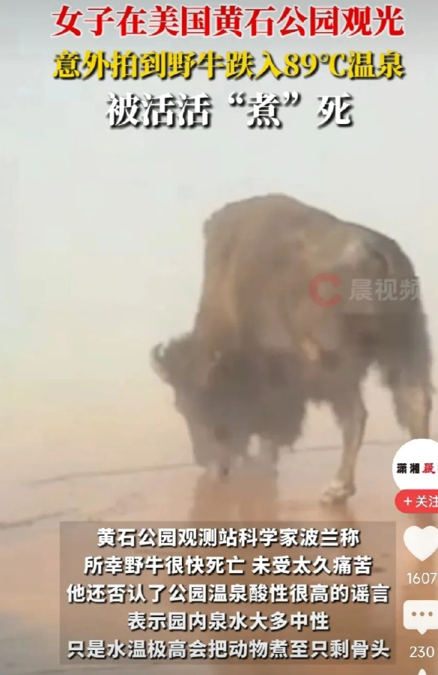 “太悲催了！”一头野牛闲逛，不慎跌入89℃温泉，拼命挣扎，却始终无法上岸。最终被