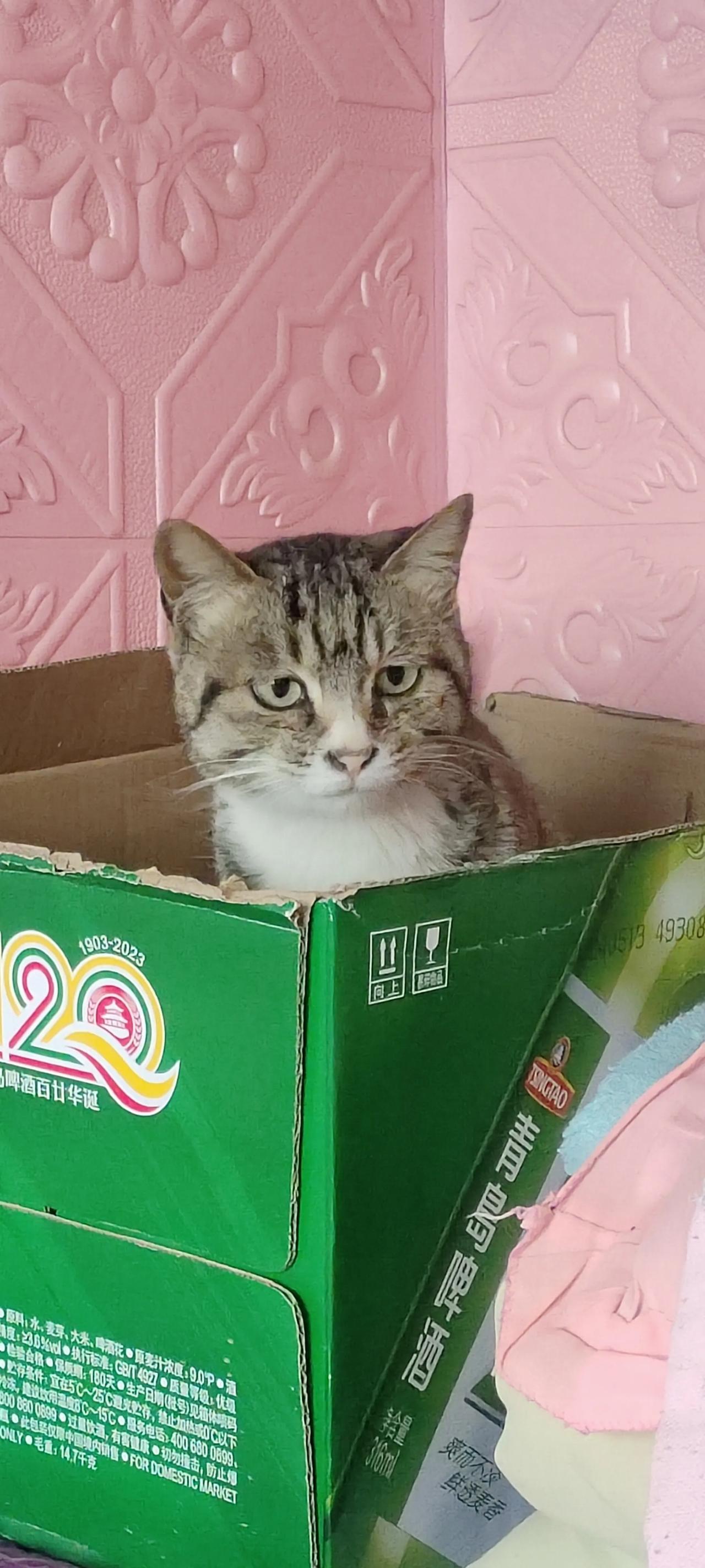 大家都养猫吗，感觉狸花猫真的好可爱