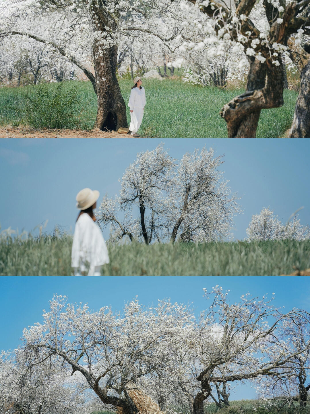 3月大理 ，赴一场限定浪漫花海之约🌸（附机位