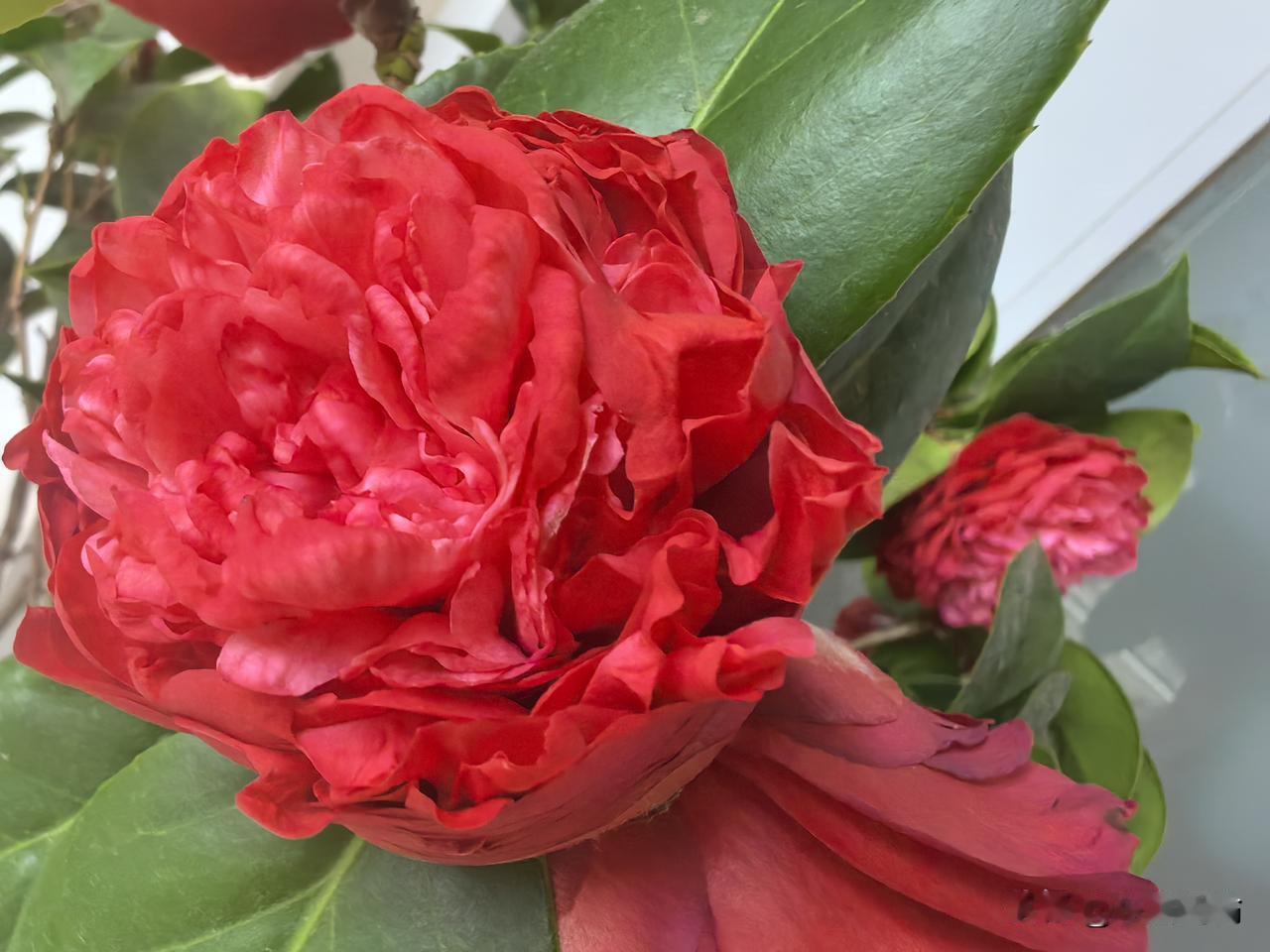 鹧鸪天.庭堂茶花符进朝暖护芳丛映画堂，万叠胭脂绽新妆。翠凝叶底千