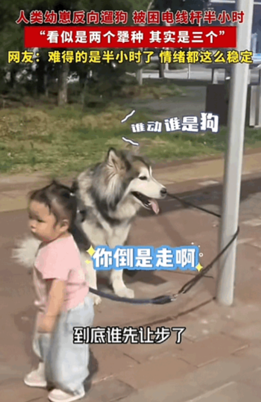 笑不活了！广东，一岁半的宝宝帮妈妈遛狗，小不点儿使出浑身解数来遛狗，狗狗却纹丝不