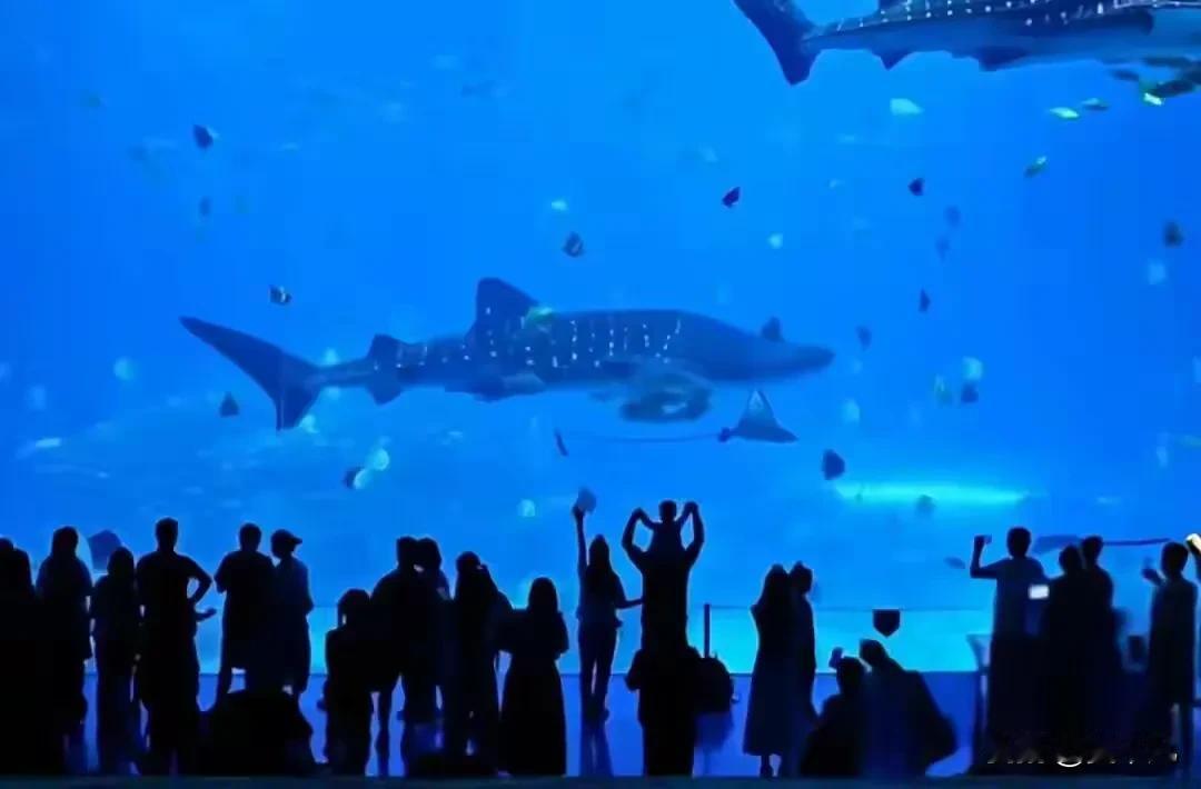珠海长隆鲸鲨“大年初二”离世，游客还在傻傻等它：那头最大的，怎么不见了？珠海