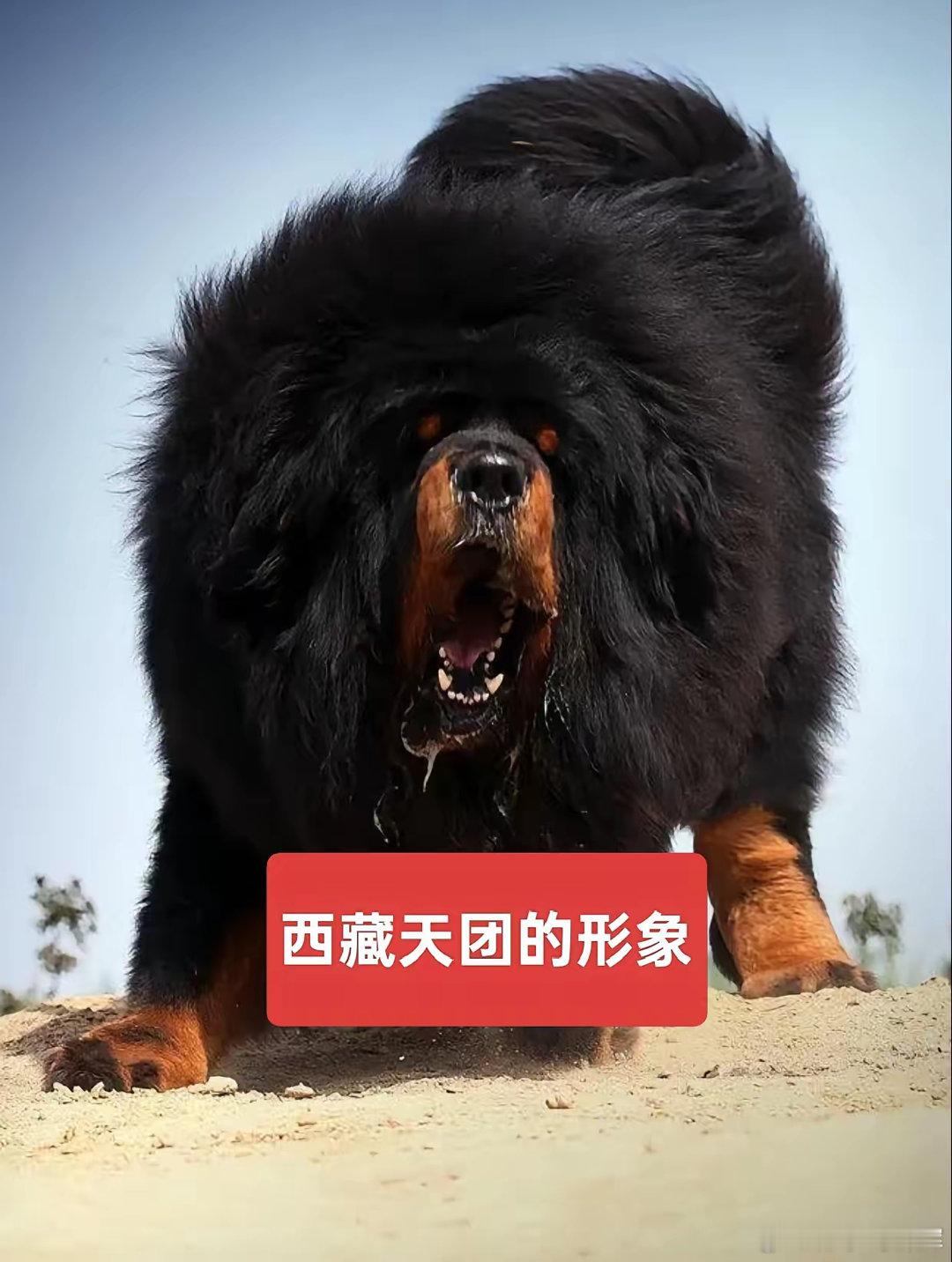 中国股市有个很奇怪的现象，凡是业绩上面有亏损两个字的，都像打了鸡血一样，天天涨，