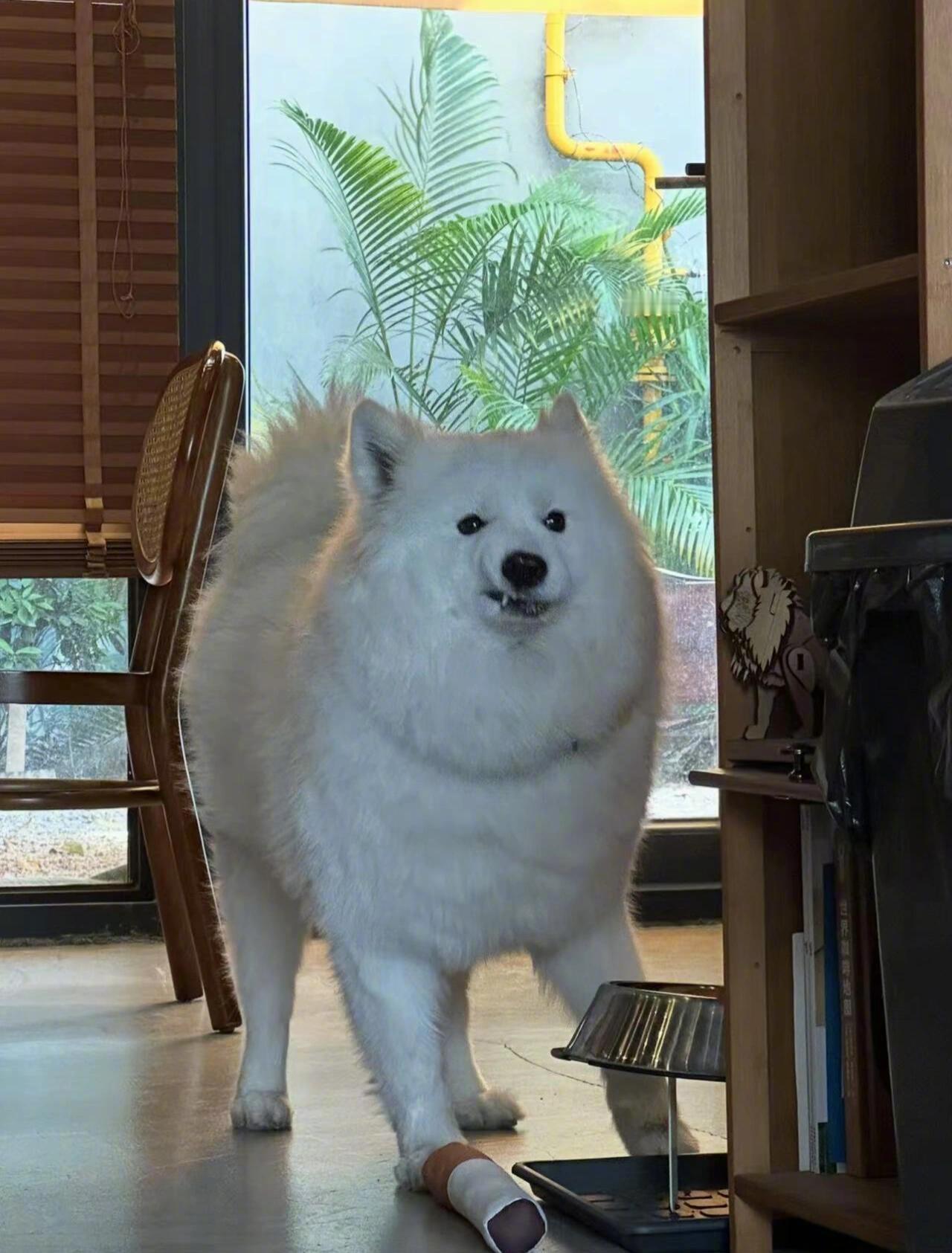 狗狗祟祟具像化​​​