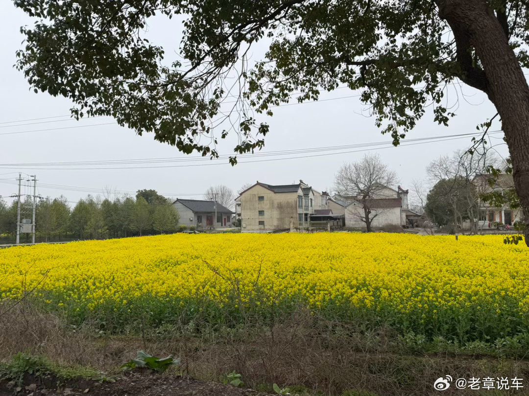 油菜花盛开的季节！