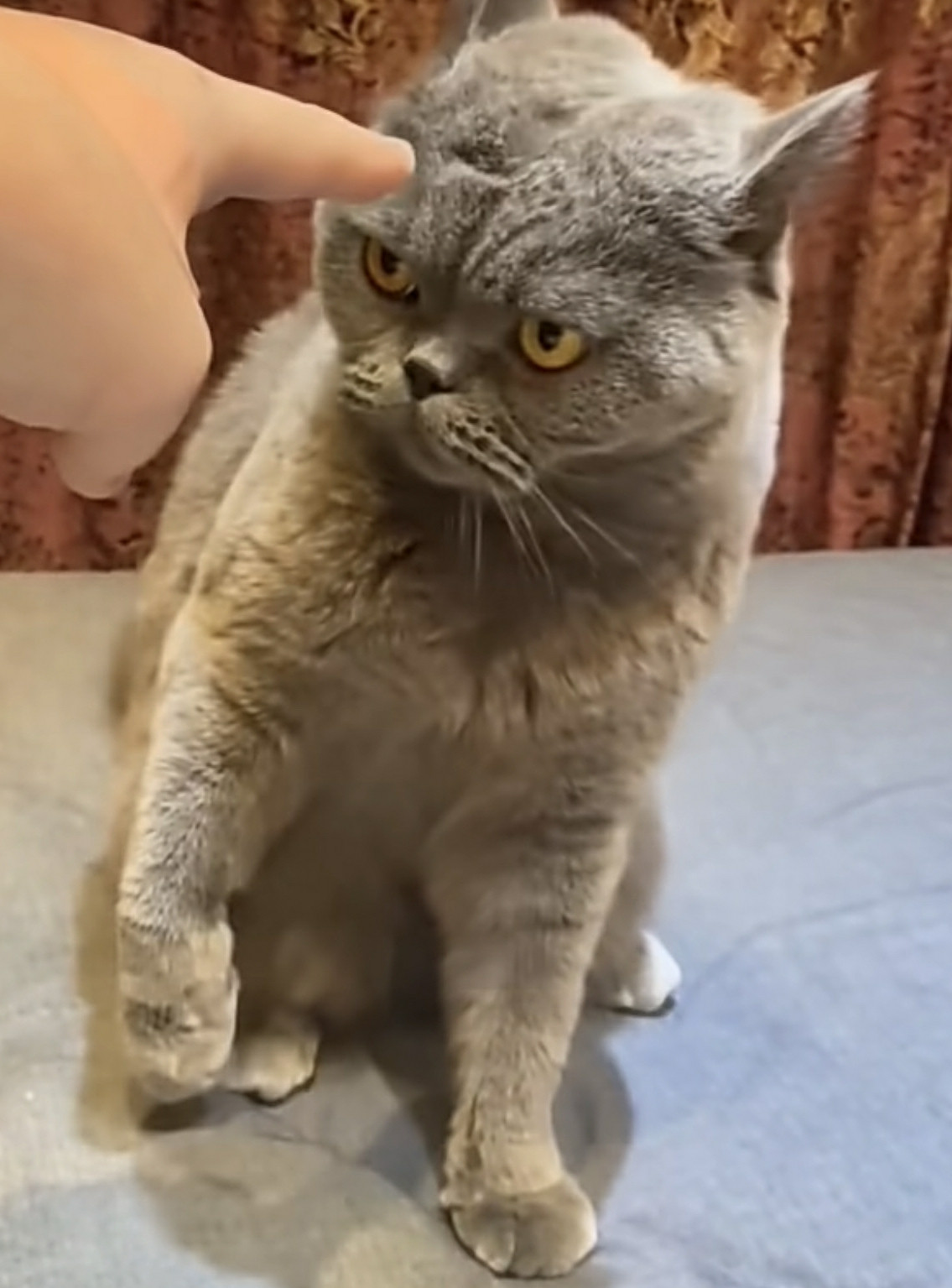 一身反骨大猫，喵了个咪滴