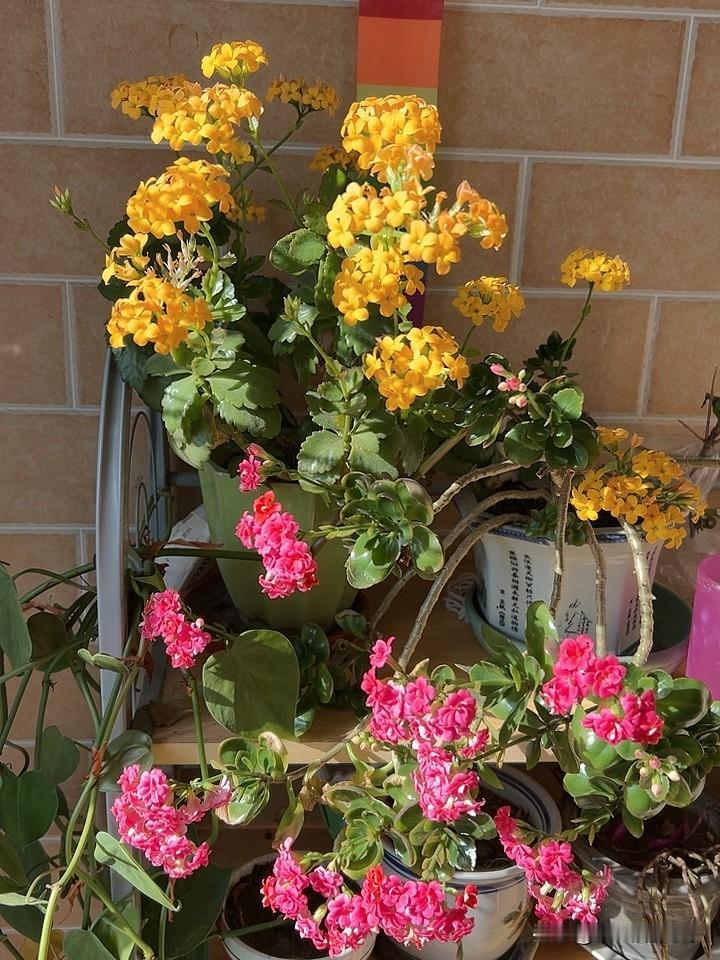 阳台这两盆长寿花，看着就开心！虽然长得有些歪七扭八，可是花开得真不错！