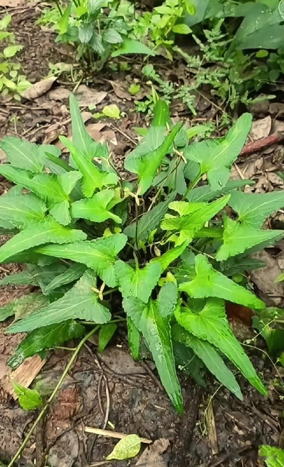 你知道哪些可以食用的野菜春天里的植物，农村常见的野菜，你吃过紫花地丁吗？还有车前