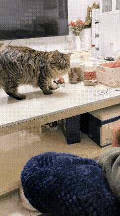 这只老狸花猫我养了十多年了，从小朝夕相伴，潜移默化之下狸花猫学会了察言观色。只要