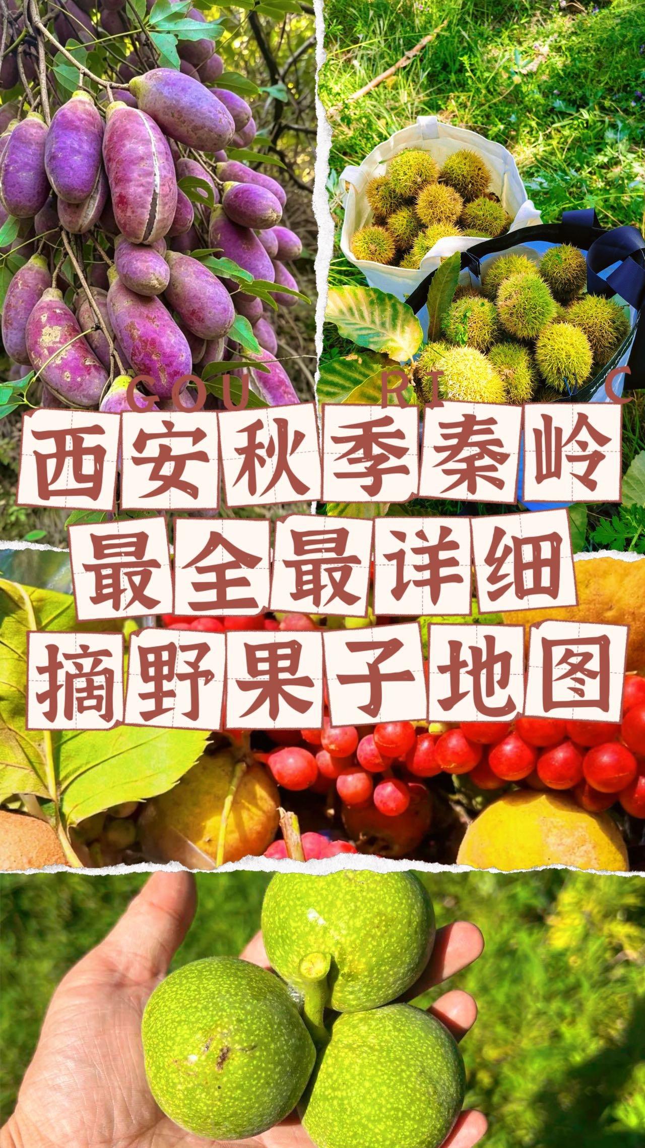 西安秦岭秋日｜山野野果采摘地图🍂。西安秋天的快乐，是秦岭山里的野果子...