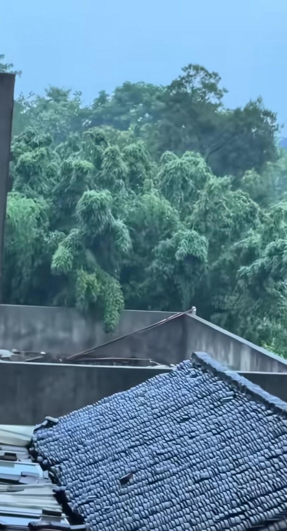 树成精了！妈呀，这可咋整？！感觉穿着吉利服，这是要攻进来了，太吓人了！！