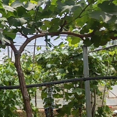 种植文案🍇种植方法葡萄种植的方法包括以下步骤：1.选种与容器选择：选择生长