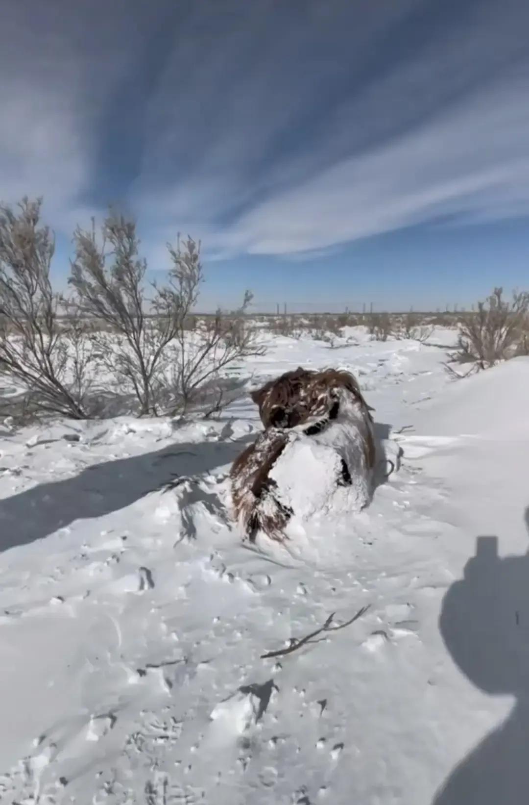 新疆暴雪把一匹马冻成冰雕的视频刷爆我手机。零下三十度，雪厚得埋过膝盖，那匹马站