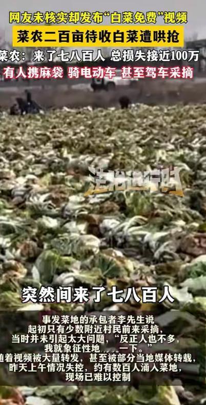 “这是什么世道！”内蒙古赤峰，男子承包了200亩地种大白菜，辛苦了一年，眼瞅着要