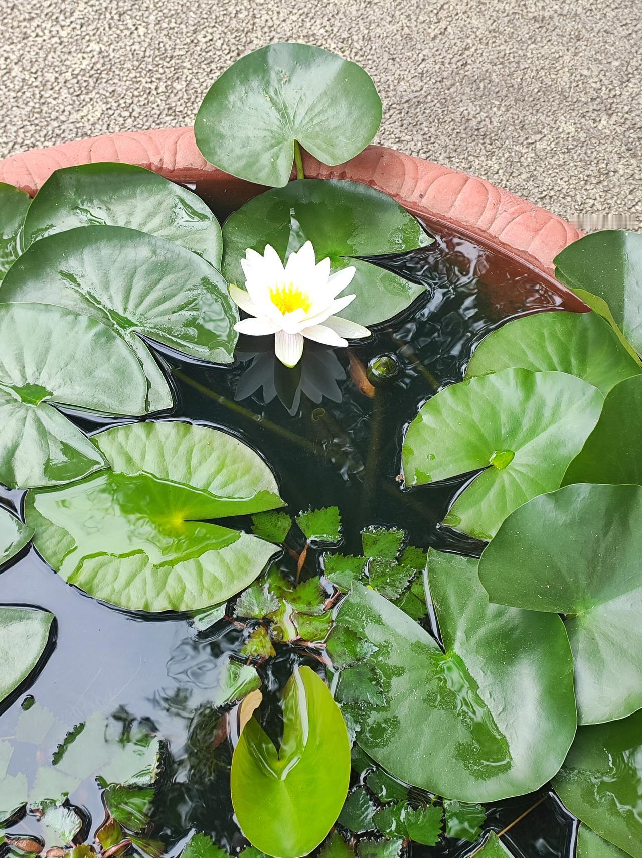 盆养的莲与荷水生植物可以用盆养，没想到盆可以这么大，长见识了。