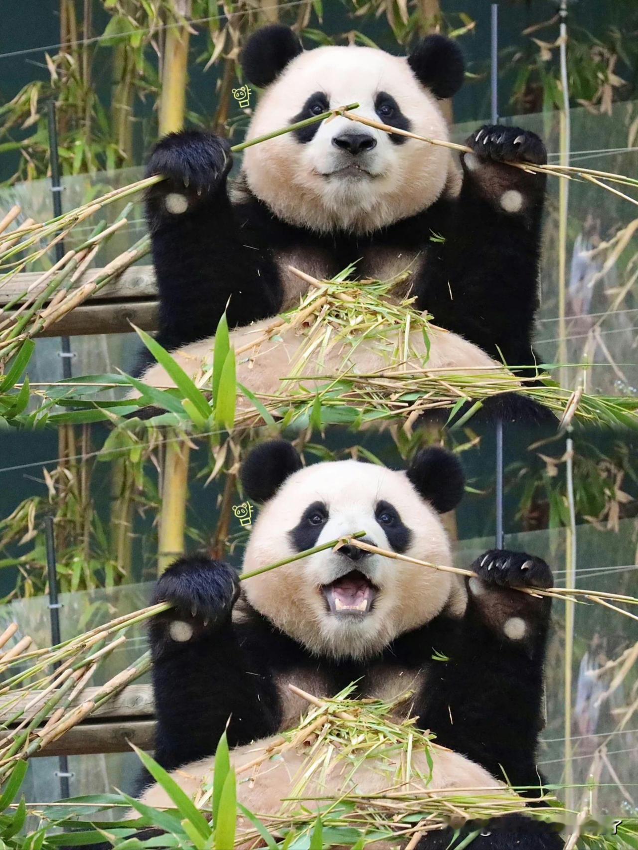 借了我的给我还回来日本突然宣布了12月15日，日本东京都政府官宣，上野动