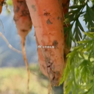 0000🐑ss胡萝卜🥕种植方法选地整地：选择土层深厚、排水良好、富含腐殖质