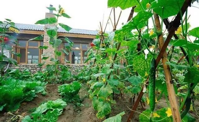 南京现在挺流行种菜的，那种联排别墅、花园洋房、多层一楼的房子，只要是带个大院子，