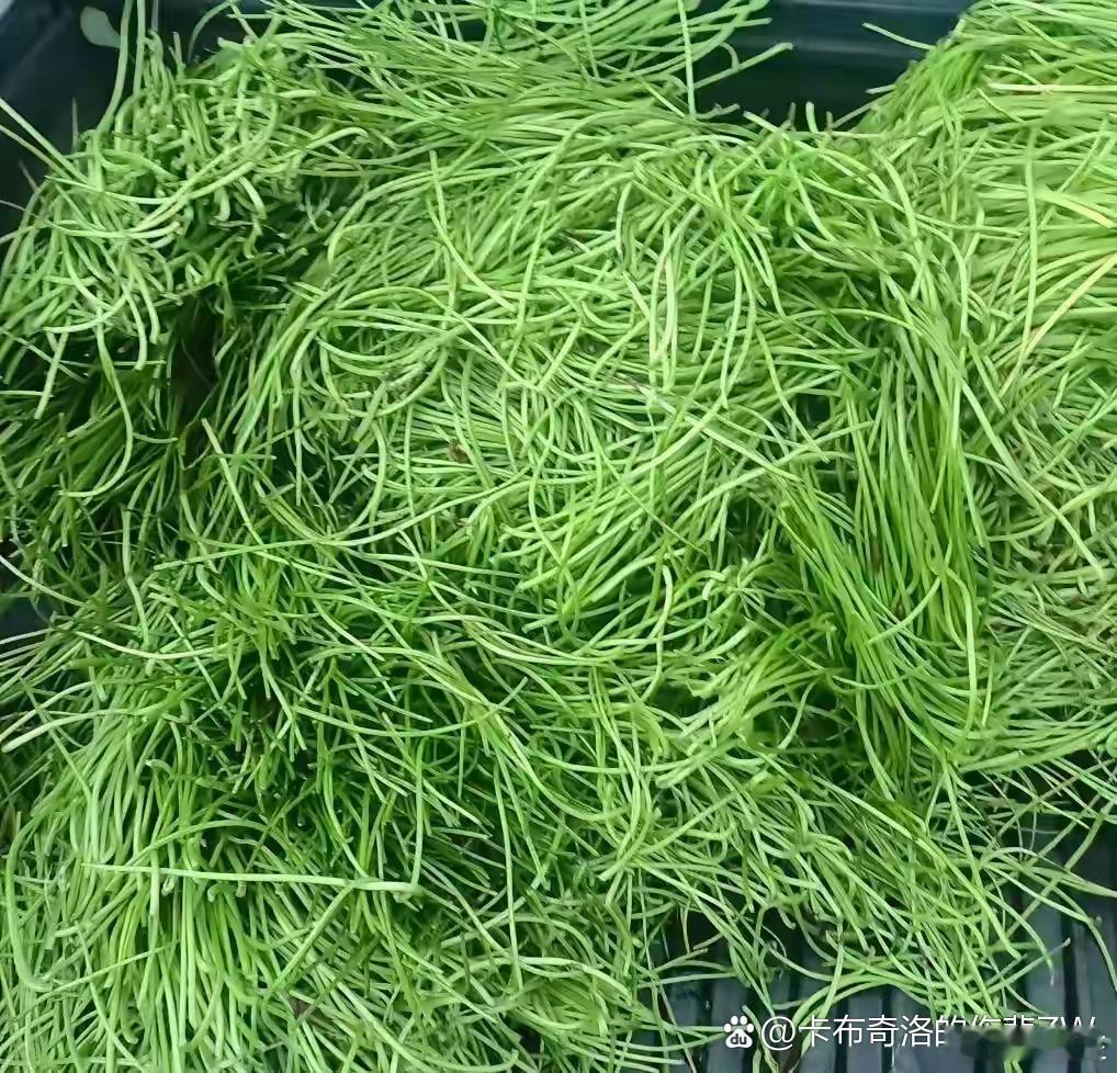 乡下都拿来喂猪，城里人却用来涮火锅，你知道这是什么菜吗？