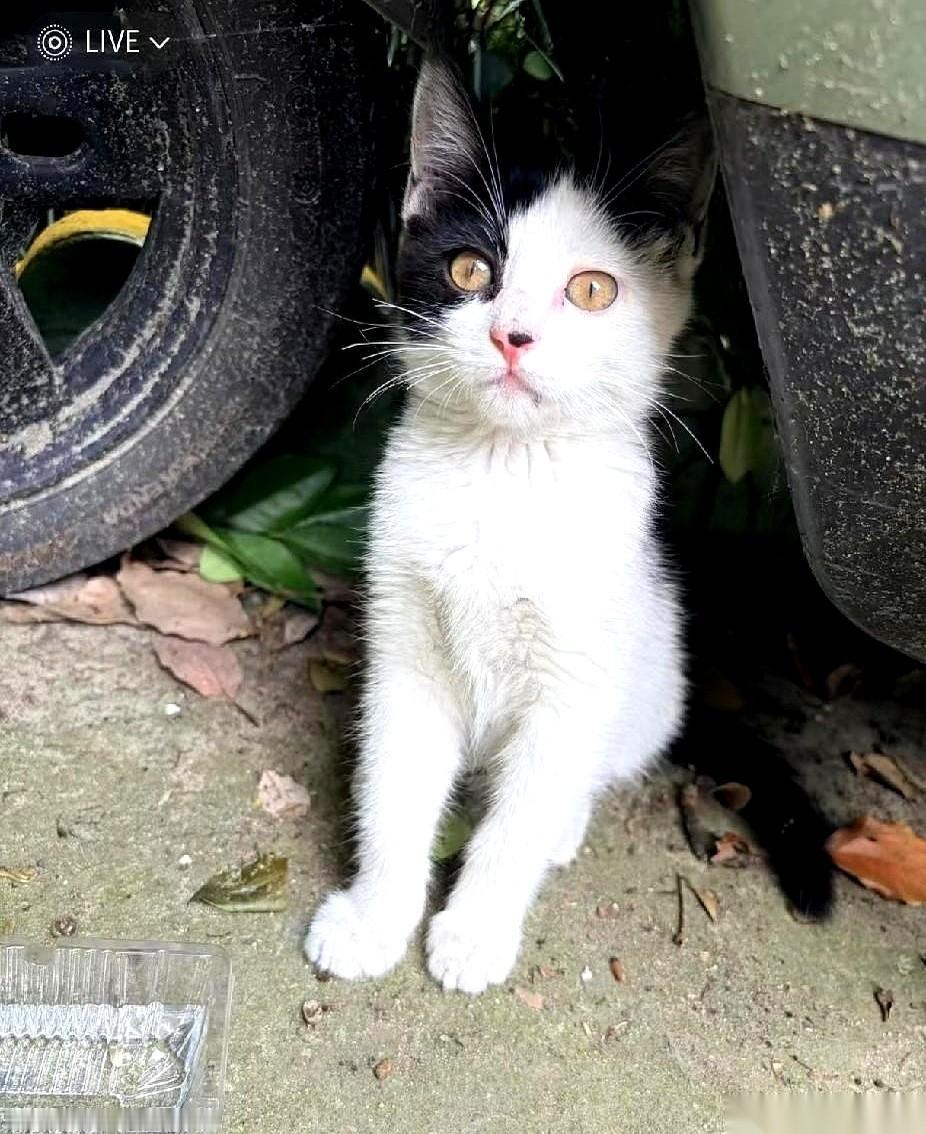 不到两天，我送养的猫，自己跑回来了。就缩在楼下那排电瓶车底下，一身的土，毛尖上