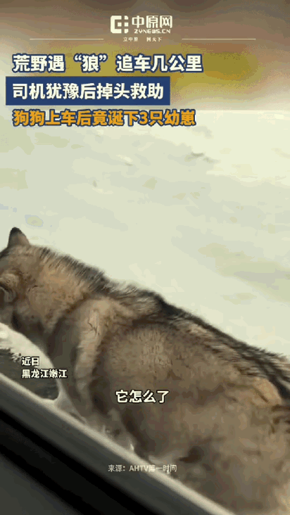 万物皆有灵！黑龙江嫩江，女子在野外开车时突然遇到一只流浪狗，狗狗非但没有躲闪，反