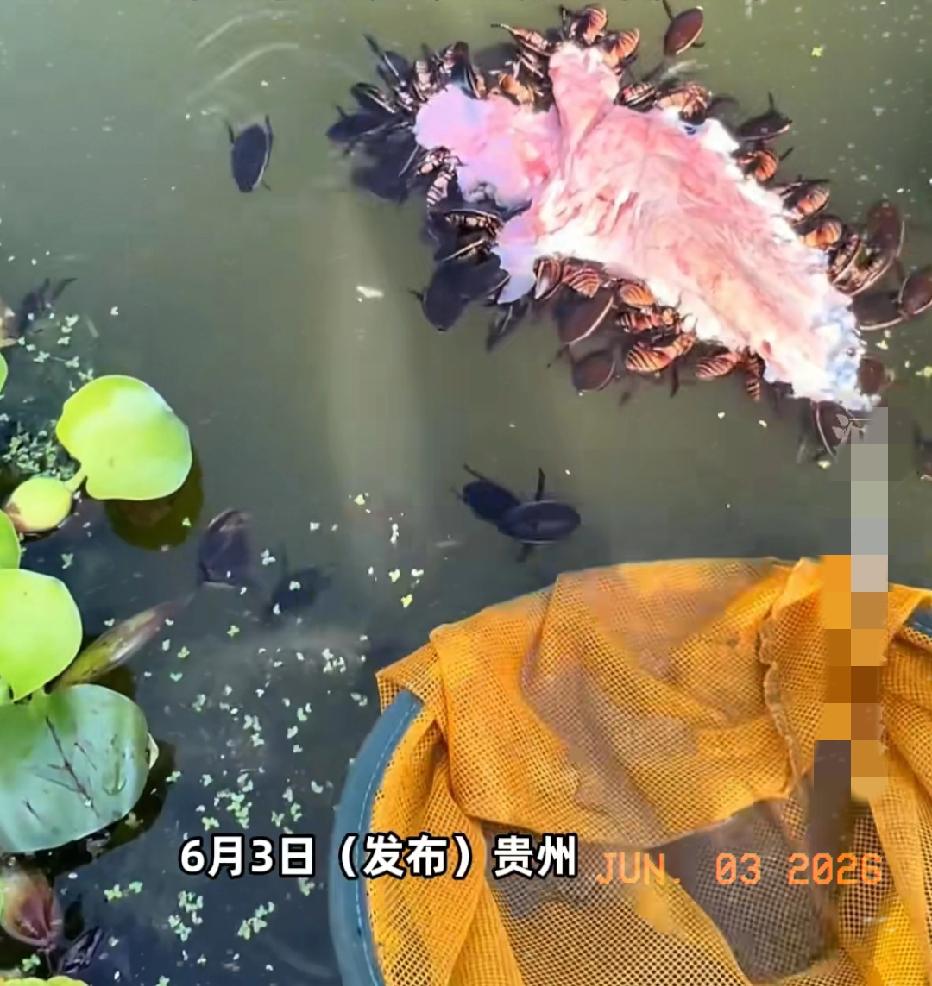 近日贵州贵阳，一男子发现水中一群黑色的生物在啃食猪肺，用渔网打捞起来一看，直接头