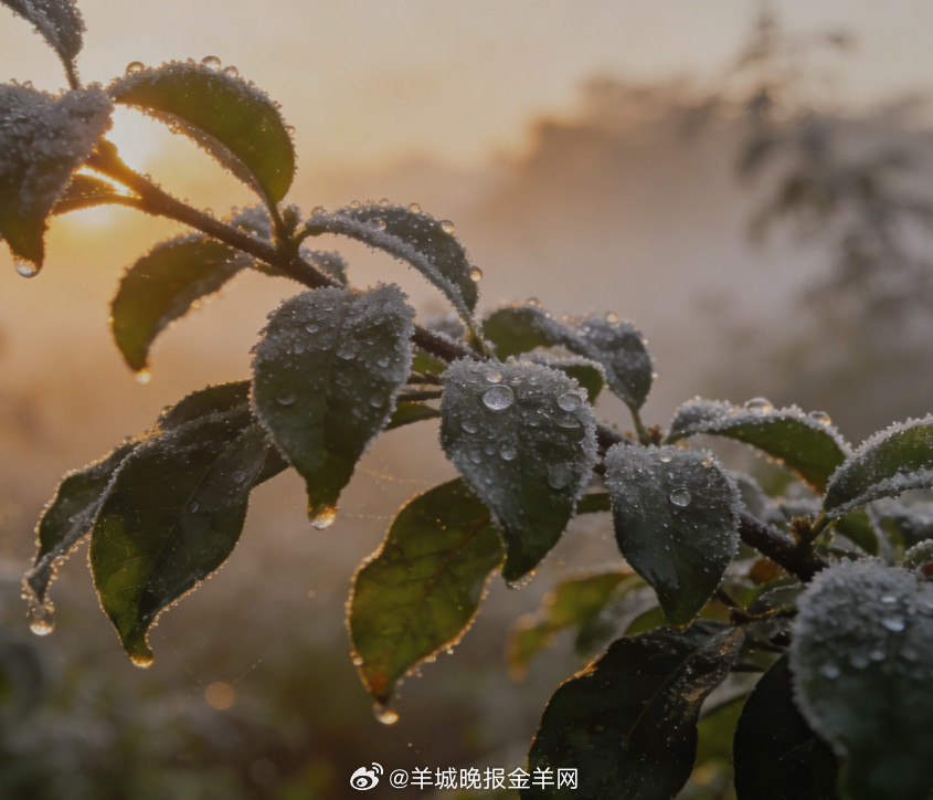 #早安#晨雾漫过岭南的枝头，微凉的风裹着清润的凉，晨光轻揉着微凉的晨意，新的一